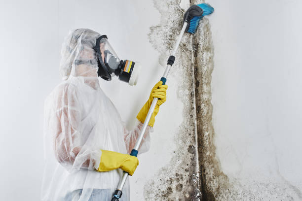 Best Local Mold Removal Service  in Lake Mills, WI