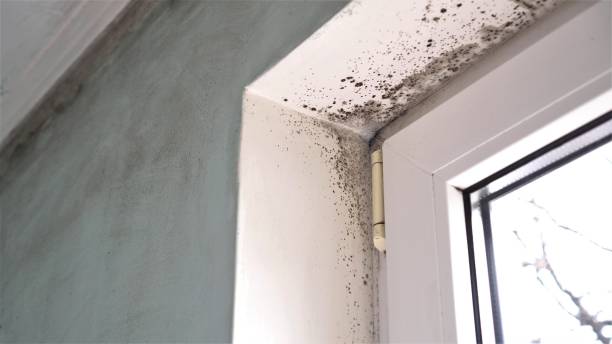 Attic Mold Removal in Lake Mills, WI