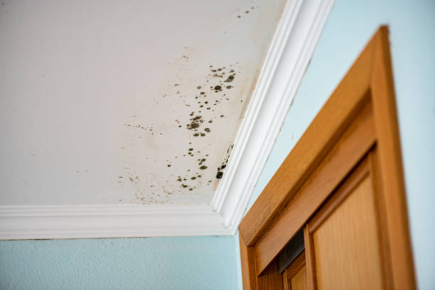 Best Home Mold Removal  in Lake Mills, WI
