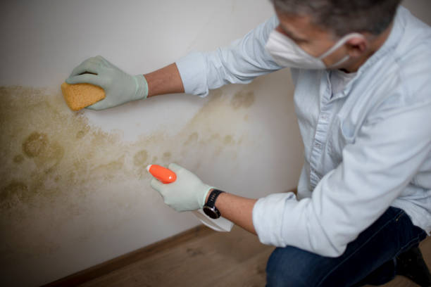 Best Mold Remediation  in Lake Mills, WI