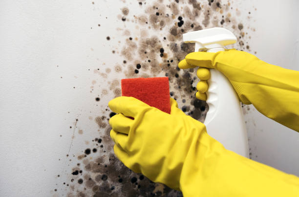 Best Crawl Space Mold Removal  in Lake Mills, WI
