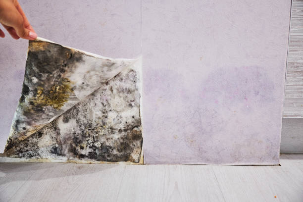 Best Professional Mold Removal  in Lake Mills, WI